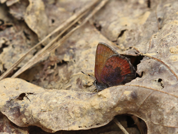 Brown Elfin